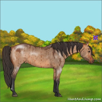 Horse Color:Bay Dun Brindle