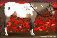 Horse Color:Buckskin Roan Frame Appaloosa 