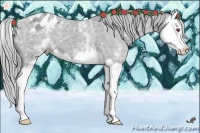 Horse Color:White Spotted Classic Champagne Chinchilla Splash Appaloosa 