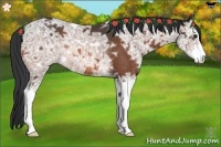 Horse Color:Bay Ice Sabino Rabicano 