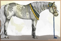 Horse Color:White Spotted Silver Black Chinchilla 