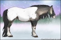 Horse Color:Blue Onyx Appaloosa