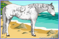 Horse Color:Gray Smoky Black Splash Tobiano Frame Appaloosa Rabicano