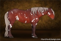 Horse Color:White Spotted Silver Brown Rabicano 