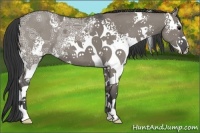 Horse Color:White Spotted Grullo Ice 