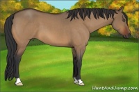 Horse Color:Bay Roan Dun 