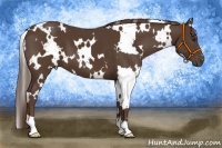 Horse Color:White Spotted Liver Chestnut 