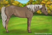 Horse Color:Chocolate Palomino