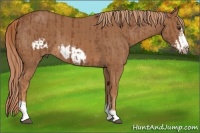 Horse Color:Chestnut Splash Frame and Chestnut Frame