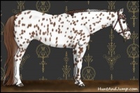 Horse Color:Chestnut Appaloosa 
