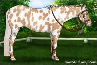 Horse Color:Silver Classic Champagne Appaloosa 