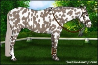 Horse Color:Silver Grullo Appaloosa 