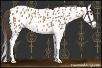 Horse Color:Sable Champagne Splash Near Leopard 