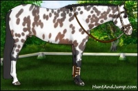 Horse Color:Bay Roan Near Leopard 