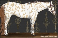 Horse Color:Red Dun Leopard 