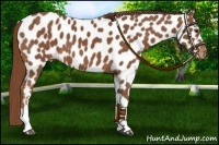Horse Color:Chestnut Near Leopard 