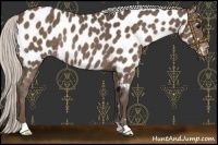 Horse Color:Silver Black Appaloosa Rabicano