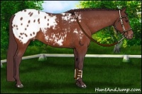Horse Color:Chocolate Brown Appaloosa 