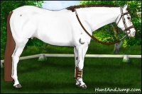 Horse Color:Red Roan Appaloosa 