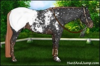 Horse Color:Liver Chestnut Appaloosa 