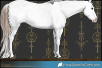 Horse Color:Liver Chestnut Appaloosa