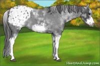 Horse Color:White Spotted Blue Roan Splash Frame Appaloosa