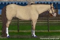 Horse Color:Classic Champagne Dun 