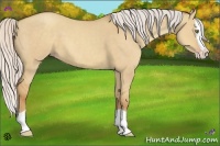 Horse Color:Silver Classic Champagne Dun Splash
