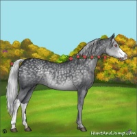 Horse Color:Silver Black Chinchilla 