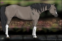 Horse Color:Grullo 