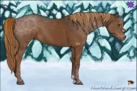 Horse Color:Liver Chestnut 
