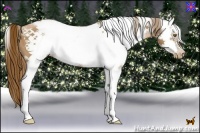 Horse Color:Liver Chestnut Pearl Sabino Frame 