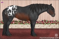 Horse Color:Brown Appaloosa 