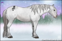 Horse Color:Brown Appaloosa 