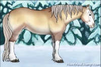 Horse Color:Silver Bay Onyx Splash 