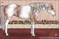 Horse Color:Nacre White Spotted Silver Bay Sabino 