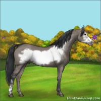 Horse Color:Grullo Frame