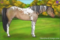 Horse Color:Bay Dun Tobiano 