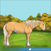 Horse Color:Palomino Rabicano