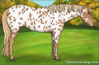 Horse Color:Chestnut Near Leopard