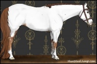 Horse Color:Chestnut Sabino Frame Appaloosa Rabicano 