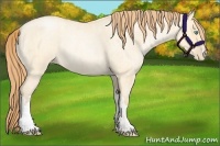 Horse Color:Buckskin Roan Pearl Dun  and Buckskin Roan Pearl Dun