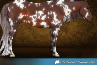 Horse Color:White Spotted Chocolate Brown 
