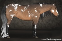 Horse Color:White Spotted Buckskin