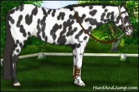 Horse Color:Liver Chestnut Near Leopard 