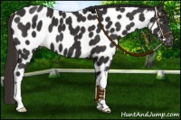 Horse Color:Liver Chestnut Appaloosa