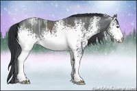 Horse Color:White Spotted Black Chinchilla Ice Rabicano 