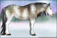 Horse Color:White Spotted Brown Dun