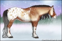 Horse Color:Bay Onyx Sabino Blanket