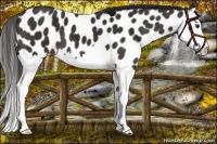 Horse Color:Liver Chestnut Splash Appaloosa 